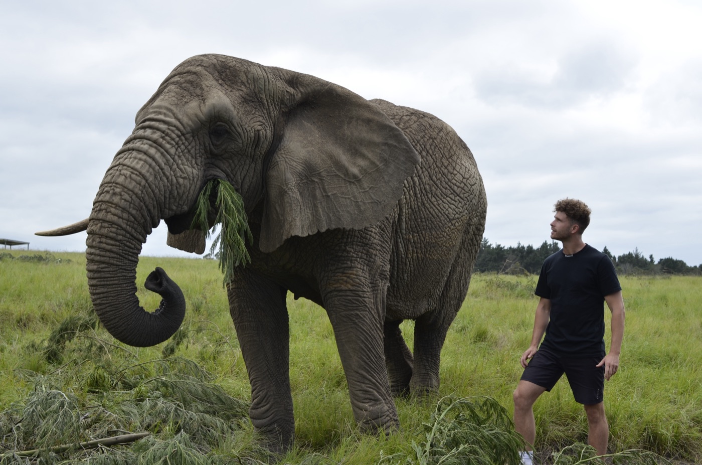 Oog in oog met een olifant in het gras